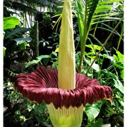 Corpse Flower