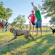 At the Dog Park