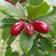 Miracle Fruit (Synsepalum Dulcificum)