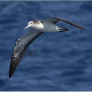 Streaked Shearwater