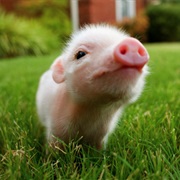 Dwarf Pig