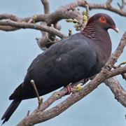 Scaly-Naped Pigeon