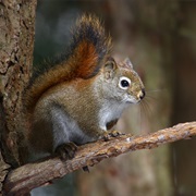 American Red Squirrel