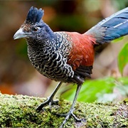 Banded Ground Cuckoo