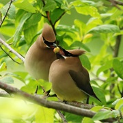 Waxwing