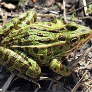 Northern Leopard Frog