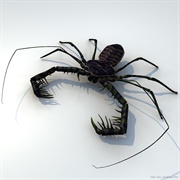 Whip Scorpion