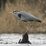 How Do Animals Behave When It Rains?