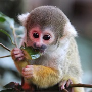 Squirrel (Monkey)