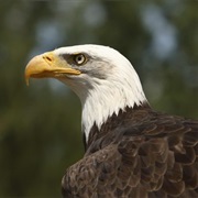 Female Bald Eagles Are 25% Larger Than Males.