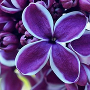 Lilacs