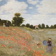 Poppies in a Field