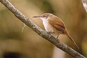 Straight Billed Reedhaunter