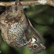 Sunda Colugo