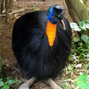 Northern Cassowary