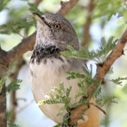 Warbler