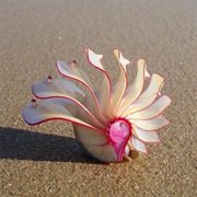 Rose Nautilus Conch