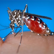 West Nile Virus