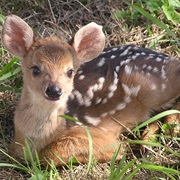 Gray Brocket