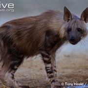 Brown Hyena