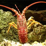 Rock Lobster