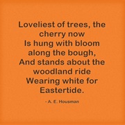 &quot;Loveliest of Trees&quot; by A. E. Housman