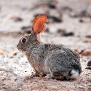 San Jose Brush Rabbit