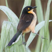 Black-Capped Donacobius