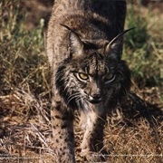 Iberian Lynx