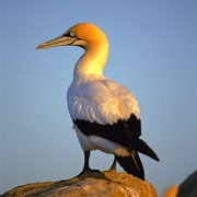 Cape Gannet