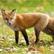 The Average Fox Weighs 14 Pounds.