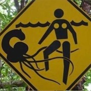 Warning Jellyfish