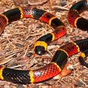 Coral Snake