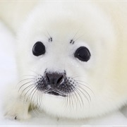 Baby Harp Seal