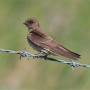 Northern Rough-Winged Swallow