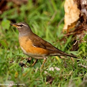 Eyebrowed Thrush