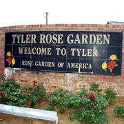 Admire the Roses in Tyler