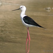 Black-Winged Stilt