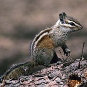 Gray-Collared Chipmunk