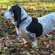 Basset Bleu De Gascogne