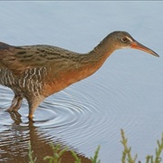 Clapper Rail