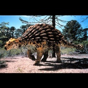 Ankylosaurus