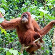 Orangutan