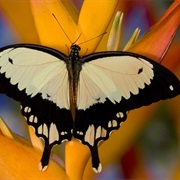 Mocker Swallowtail