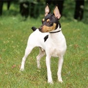 Toy Fox Terrier