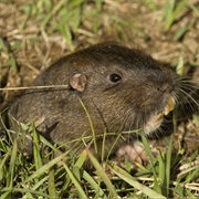 Tropical Pocket Gopher