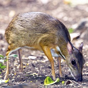 Greater Mouse Deer