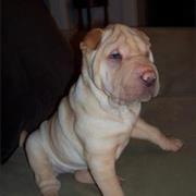 Shar-Pei