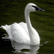 Trumpeter Swan