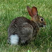 Cottontail Rabbit